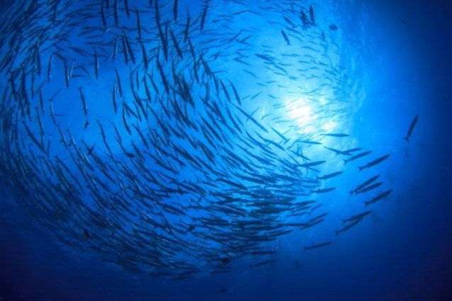 Archivo - Agricultura y el Instituto Espa&ntilde;ol de Oceanograf&iacute;a inician la Campa&ntilde;a Flet&aacute;n Negro 3L 2023 en Terranova.