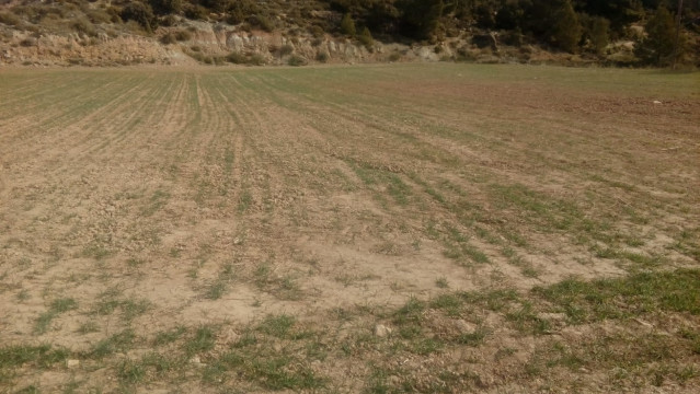Da&ntilde;os en el cereal valenciano