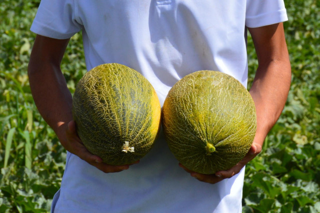 Archivo - Mel&oacute;n, melones,