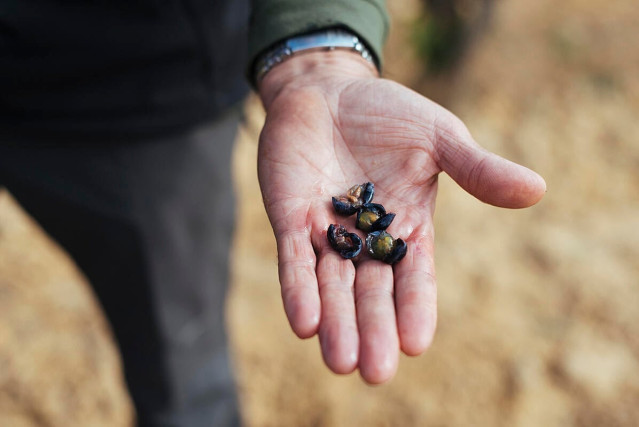 Control de maduraci&oacute;n del vino de Rioja