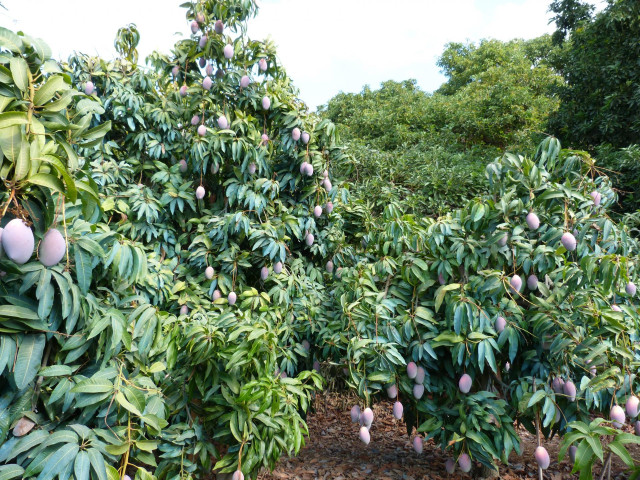 Archivo - Plantaci&oacute;n de mangos.