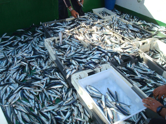 Archivo - Peces pel&aacute;gicos