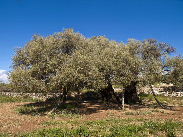 Olivos