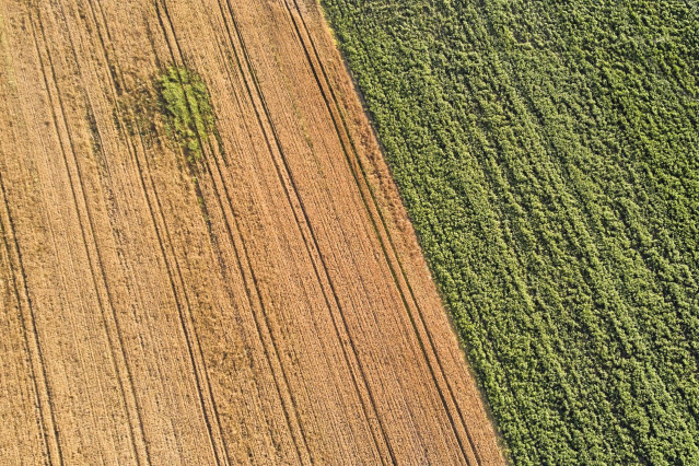 Archivo - Un campo de forraje, a 29 de junio de 2023, en Xinzo de Limia, Ourense, Galicia (Espa&ntilde;a). Se denomina forraje a las hierbas, pastos verdes o secos y, por extensi&oacute;n, diversas plantas u &oacute;rganos vegetales que se emplean para alimentar los animales