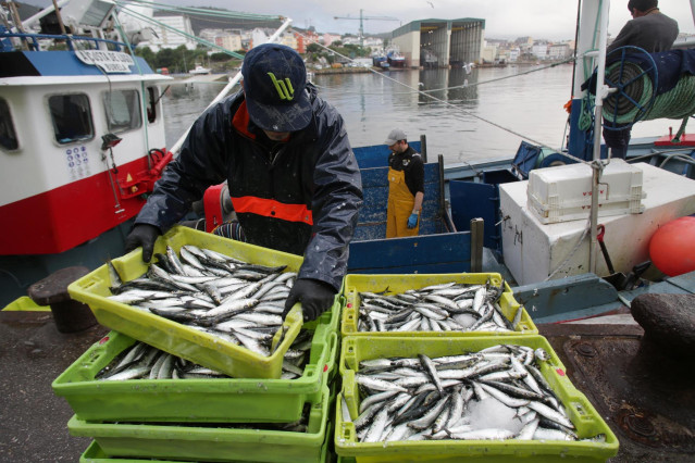 Archivo - Un pescador coloca sardinas en cajas a su llegada al puerto de Burela