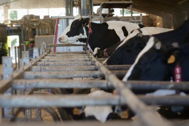 Vacas de una ganadería de lácteo