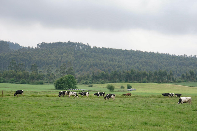 Archivo - Cantabria convoca ayudas para compensar las dificultades de la recogida de leche de vacuno en zonas de alta montaña