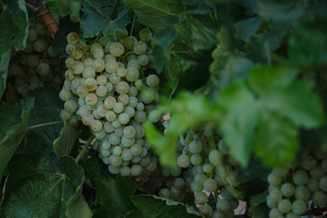 Archivo - Un racimo de uvas durante la vendimia de la uva Sauvignon Blanc