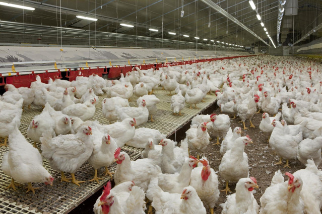 Archivo - Gallinas en un criadero catalán.