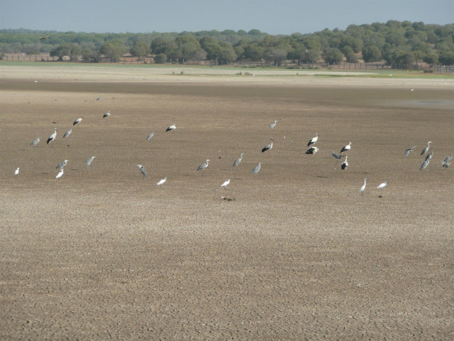 Archivo - Marisma de Doñana seca.