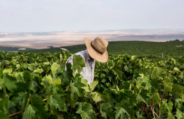 Vendimia de la uva en el Marco de Jerez.