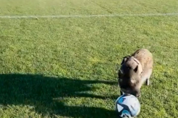 Catalunyapressporcfutbol