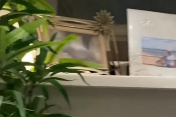 Catalunyapresspatitos