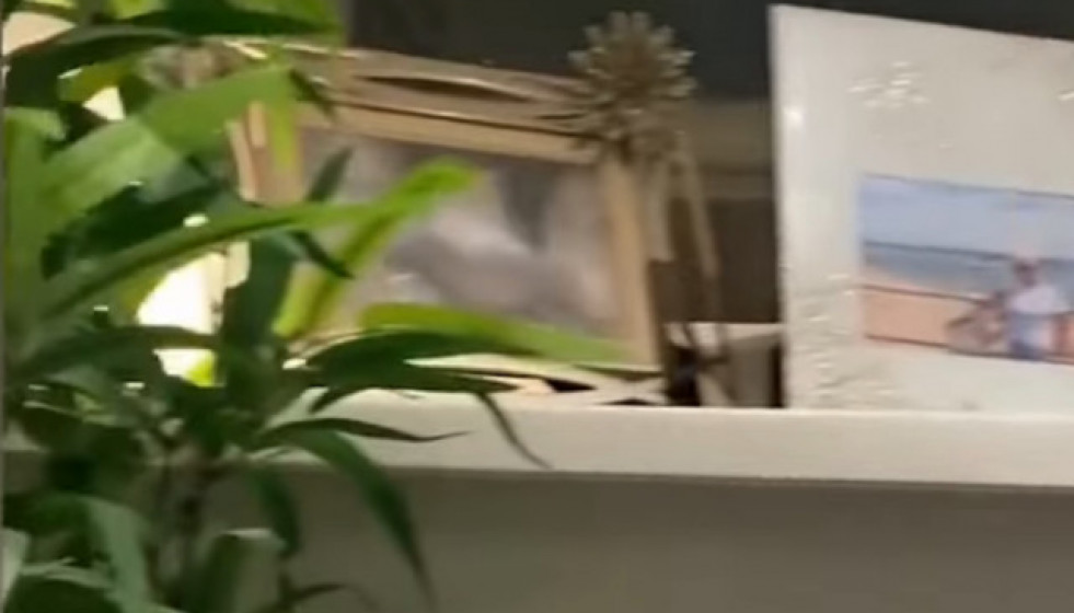 Catalunyapresspatitos