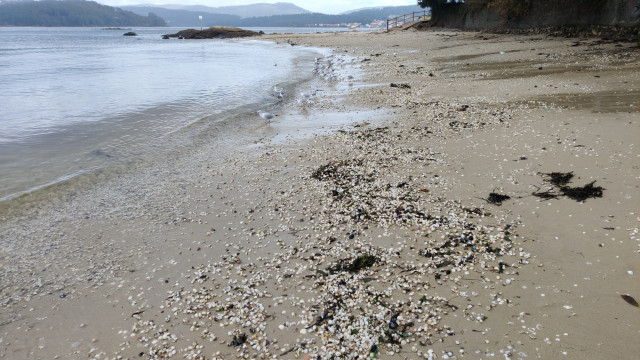 Marisco en la playa de Testal, en Noia, tras el paso de la borrasca Domingos