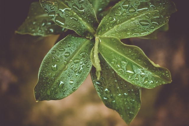 Archivo - Planta