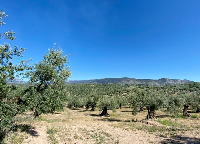 Archivo - Olivar en Jaén.