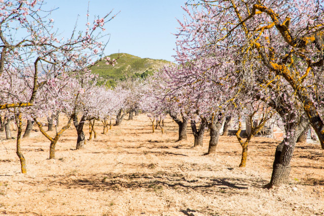 Archivo - Almendros en flor