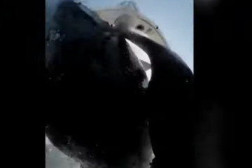 Catalunyapressatacbalena