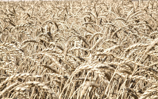 Archivo - Cereal en Castilla.-La Mancha