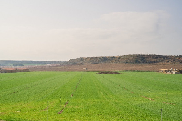 Archivo - Imagen de un campo de cultivo.