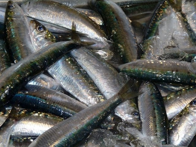 Archivo - Sardinas