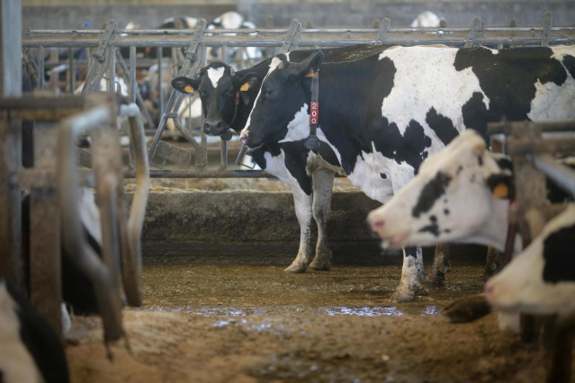 Archivo - Vacas de una ganadería de lácteo
