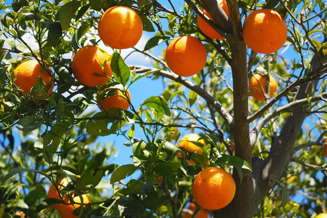 Naranjas