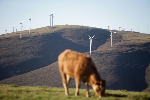 Archivo - Una vaca pasta frente a un grupo de aerogeneradores en el Parque eólico de O Fiouco, de la Serra do Xistral, en la comarca de Terra Cha, a 22 de febrero de 2022, en Abadín, en Lugo, Galicia (España). La nueva ley de eólicos que prepara la Xunta