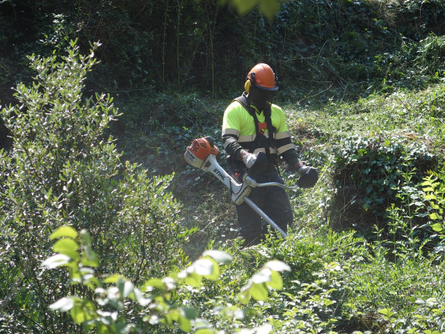 Un trabajador realiza labores de tala y poda de las masas forestales que rodean la red de distribución eléctrica de Endesa