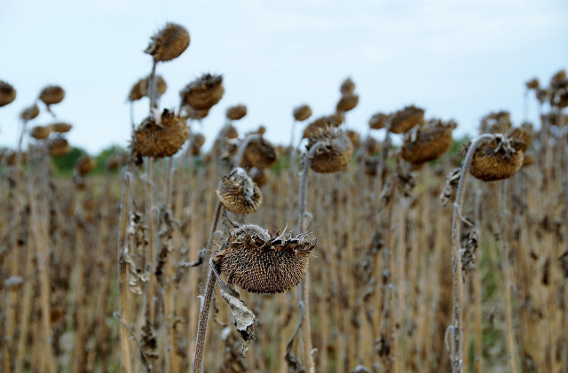 Archivo - Sequía en campos de girasoles