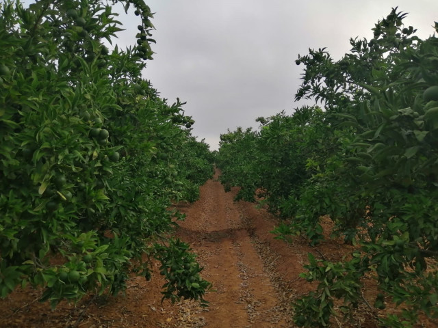 Imagen de campo de cítricos