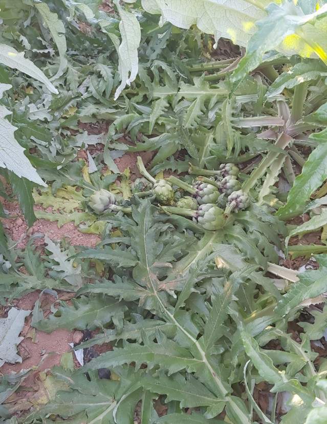 Agricultores denuncian robos de mil kilos de alcachofas en la Vega Baja y daños por valor de 30.000€