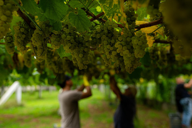 Archivo - Varios racimos de uvas colgando de una parra durante la época de vendimia,