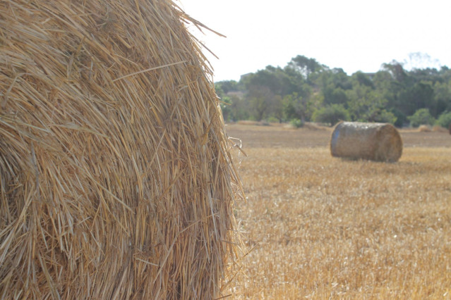Archivo - Alfalfa deshidratada.