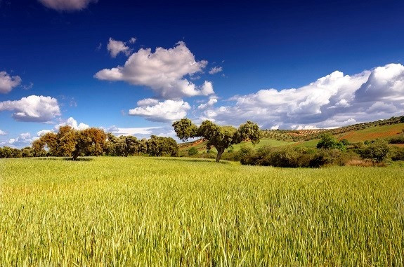 Archivo - Explotación agrícola en Extremadura.