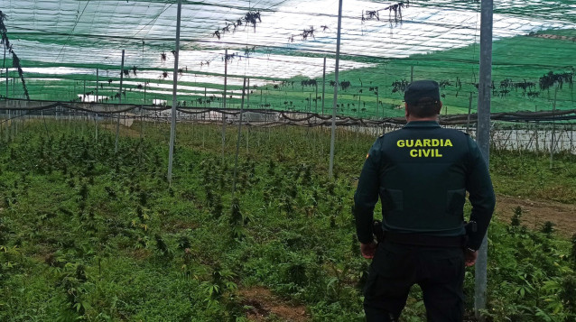 Archivo - Invernadero de Jayena con miles de plantas de marihuana.