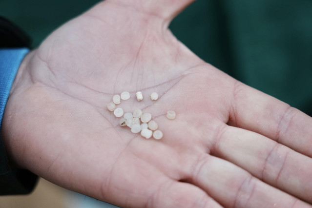 Archivo - Un voluntario muestra varios pellets en la palma de su mano en la playa de La Arena, a 10 de enero de 2024, en Muskiz, Vizcaya, País Vasco (España).