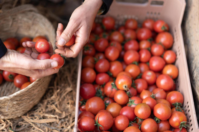 Archivo - Tomates.