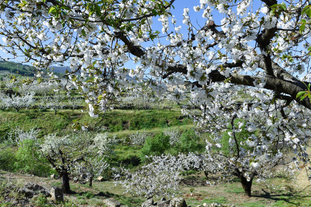 Archivo - Varios árboles de cerezo en la floración de los cerezos, en el Valle del Jerte,