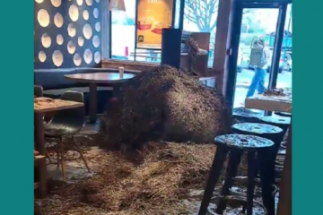 Capturadepantalla20240124161438