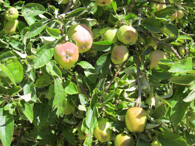 Archivo - Frutales