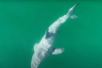 Catalunyapresstauroblancbebe