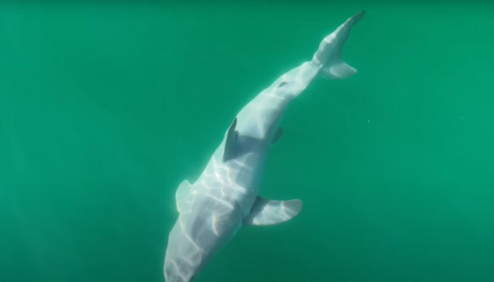 Catalunyapresstauroblancbebe