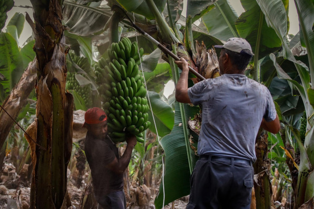 Archivo - Dos agricultores llenos de ceniza recogen las piñas de plátanos con la 'podona', una especie de hoz, antes de que la lava del volcán de Cumbre Vieja llegue a las plantaciones