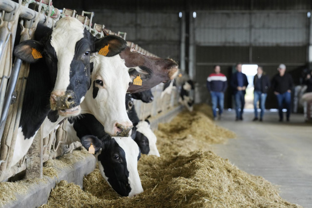 Varias vacas en una explotación agraria,