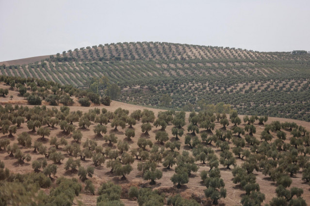 Archivo - Olivar en Jaén.