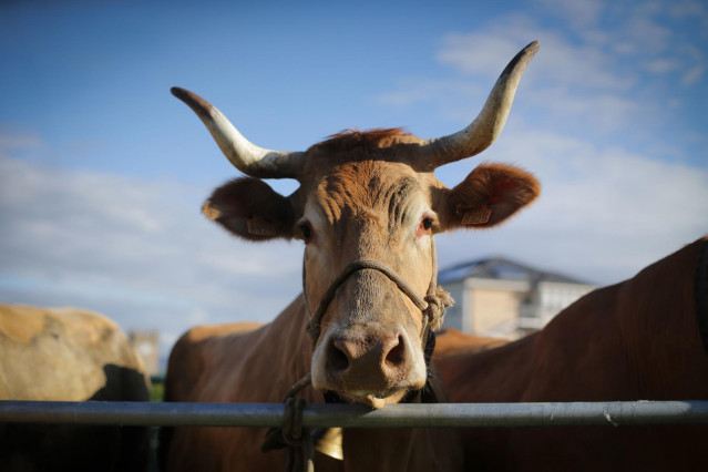 Archivo - Una vaca durante la tercera edición de la Feria en Defensa del Ganado de Montaña