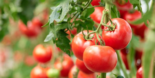 Tomates