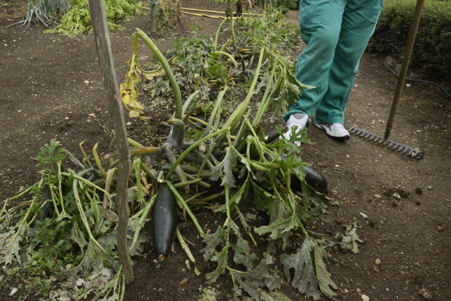 Archivo - Huerta de calabacines y calabazas agujereadas y aplastadas por el granizo,